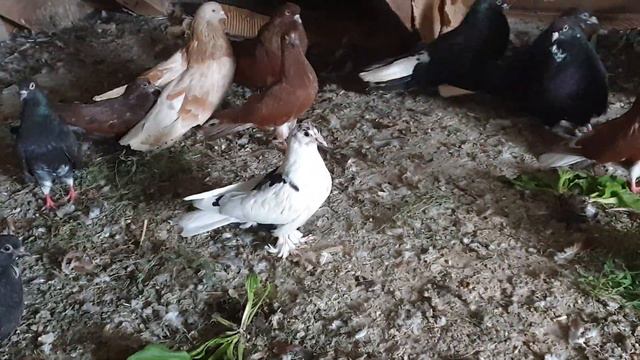 Мои мелитопольские голуби 9 июля 2021 г. смотреть онлайн