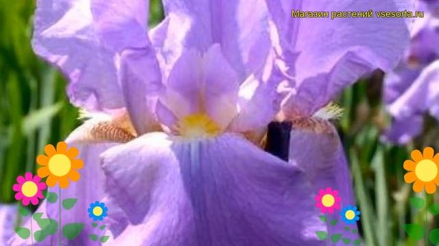 Ирис германский Снова Прекрасный. Краткий обзор, описание характеристик iris germanica Lovely Again смотреть онлайн