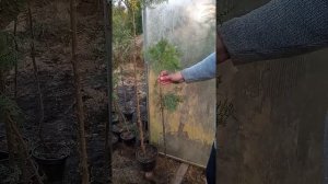 Прививка шаровидных форм туи на штамб, какие сорта туи можно использовать для подвоев.