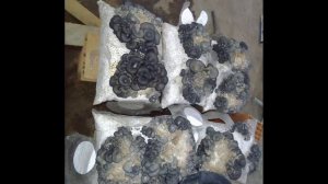 Как определить качество мицелия вешенки по внешнему виду. Плесень на мицелии.