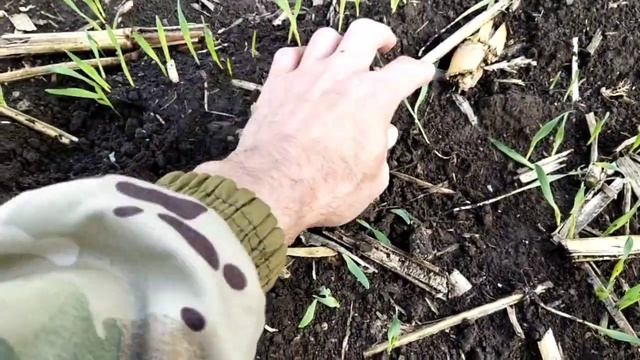 всходы озимого ячменя по кукурузе 2020г и сравнение всходов пшеницы смотреть онлайн