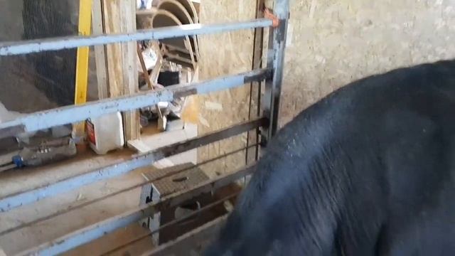 Влог_#4 Энтерит у гусят. смотреть онлайн