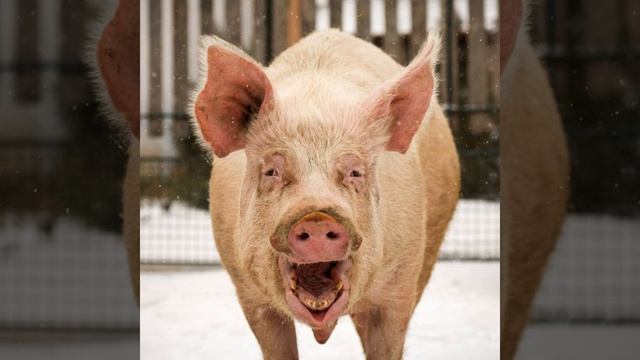 Road Hog смотреть онлайн