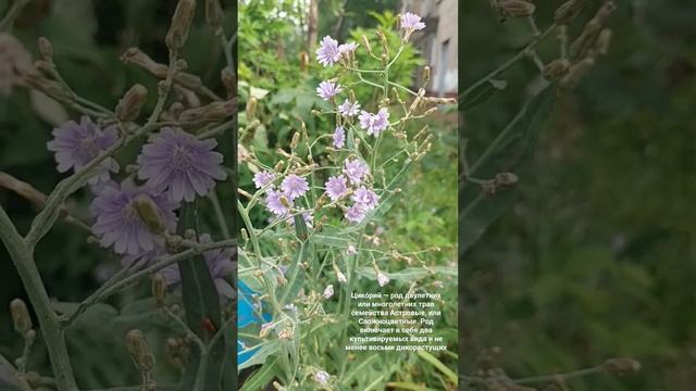 Цико́рий — род двулетних или многолетних трав семейства Астровые. смотреть онлайн
