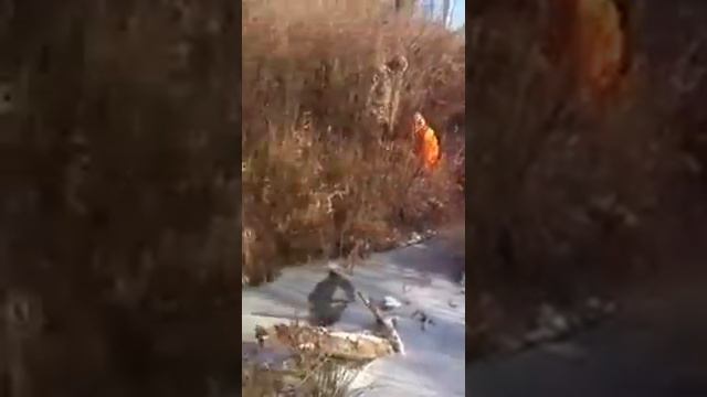 Спасение собаки от верной гибели в замерзшей реке смотреть онлайн