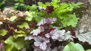 Кустарники,многолетники и злаковые травы для тени и полутени(Украина)??