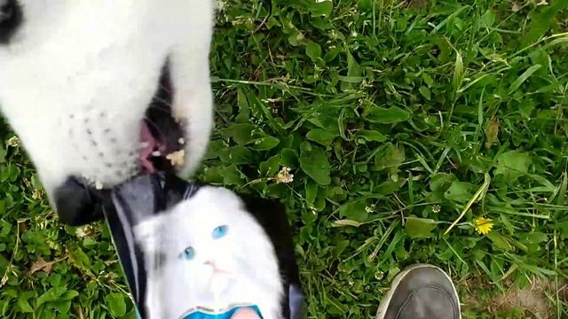 что произойдёт если собака съест кошачий корм смотреть онлайн