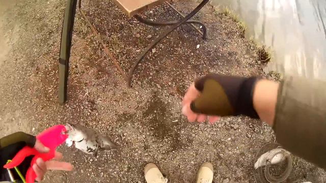 🇷🇺 Платник на Тимирязевской, Москва. Форелевый пруд (鱒魚). 2016/04. смотреть онлайн