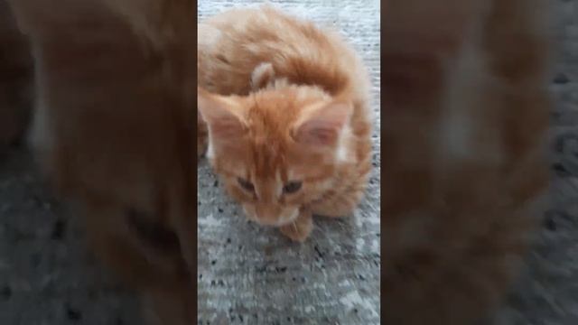 ЖИЗНЬ В КВАРТИРЕ С ДВУМЯ КОТАМИ .МЕЙН КУНОМ И СИБИРСКИМ КОТОМ ??⬛#cat #animal #mainecoon