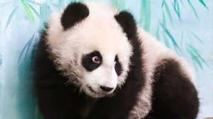 Как панда Катюша отметила свой первый день рождения?