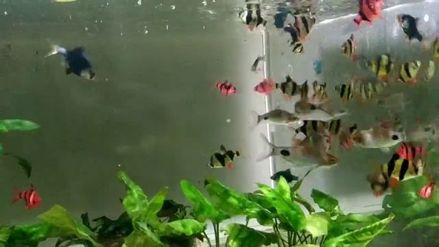 Очень хороший корм для аквариумных рыбок смотреть онлайн