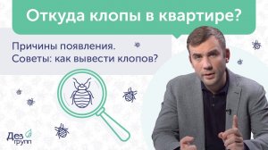 Откуда клопы в квартире: как избавиться от клопов ❓ Обработка от клопов