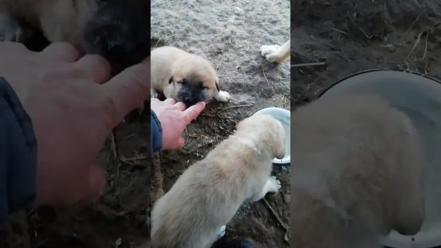 Волкособы 2 поколения на продажу 89280540963 смотреть онлайн