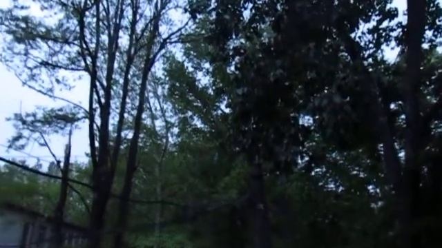 Птицы курлыкают смотреть онлайн