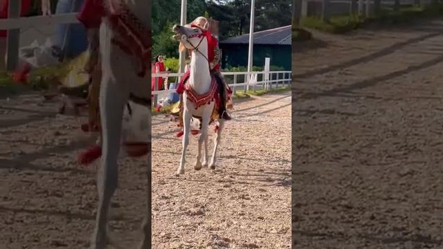 Лошади чистокровные полукровныетеплокровные чистопородные и помеси. Разбираемся с терминами