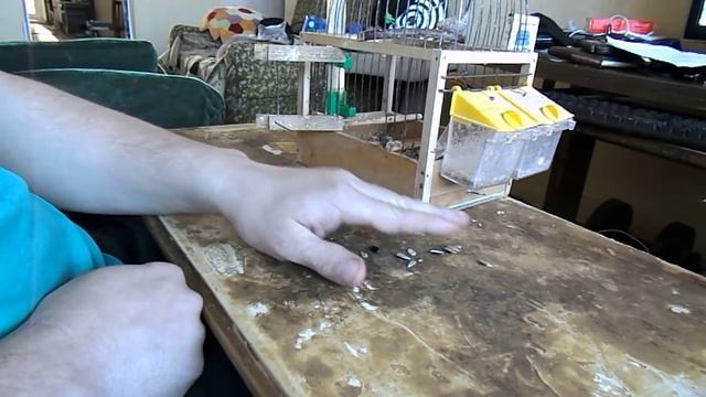 Приручение щегла смотреть онлайн