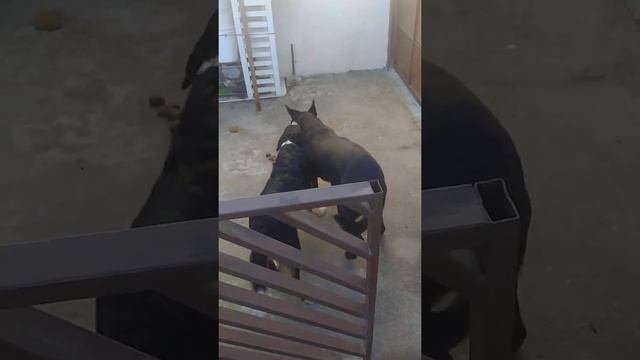 border collie e labrador brincando смотреть онлайн