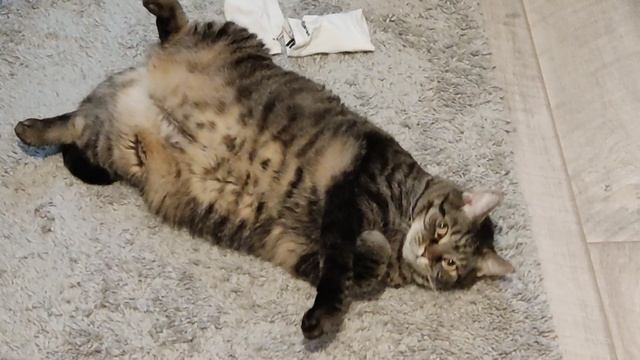 Кошкин балдёж 15022023. Кошка лежит на спине и млеет от удовольствия.