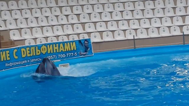 Харьковский дельфинарий НЕМО шоу-программа (часть 3) смотреть онлайн
