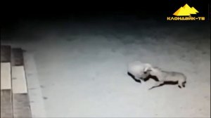 ВОЛКИ УТАСКИВАЮТ СОБАК ПРЯМО СО ДВОРА! ШОК!