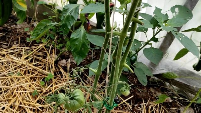 Томаты Новинки на кустах Мне не стыдно смотреть онлайн