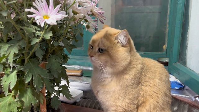 东北农村下午4点黑天，雪停了清雪，猫冬生活晚饭必须吃好 смотреть онлайн