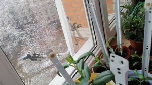 Каланхоэ Дегремона.  Уход