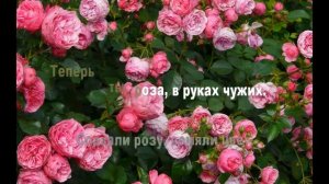 Караоке - Я встретил розу