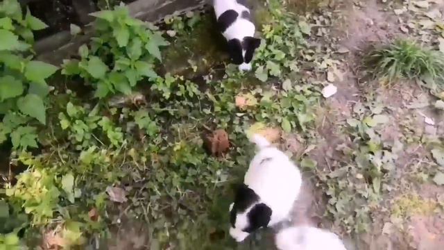 Дина уводит щенков. смотреть онлайн