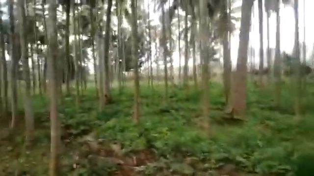 Areca plantation for sale in Chikkamagaluru смотреть онлайн
