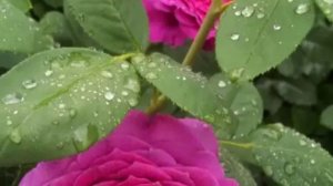 Самая лиловая роза!!Биг Перпл (Парпл).