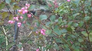 Снежноягодник белый и розовоплодный