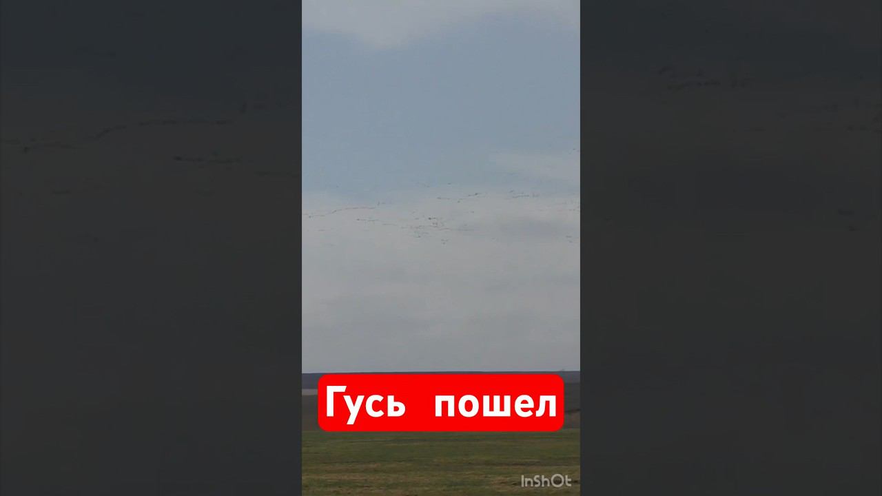 ЗАСТРЯЛИ НАМЕРТВОА ГУСЬ ПРЁТ#охота #охотанагуся #весенняяохота #охотанауток #охотавидео #shorts смотреть онлайн