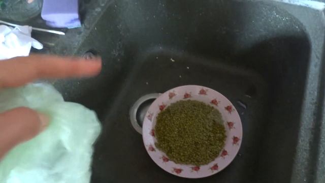 Проращиваем маш для хомок. Часть первая.