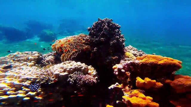 GoPro Hero3+ Black - epic snorkeling - aqaba jordan - HQ смотреть онлайн