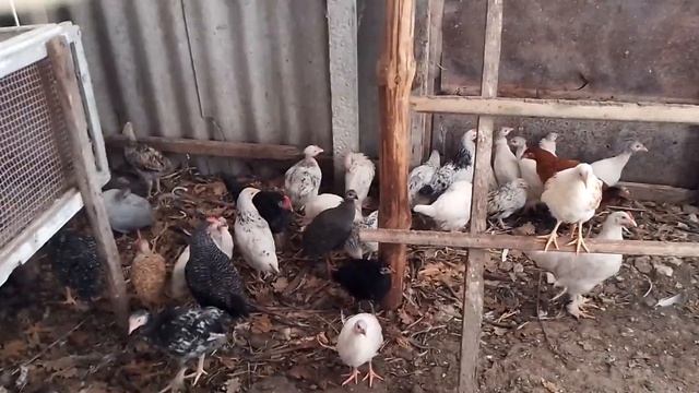 Цыплята какие же лучше из под квочки или инкубатора. смотреть онлайн