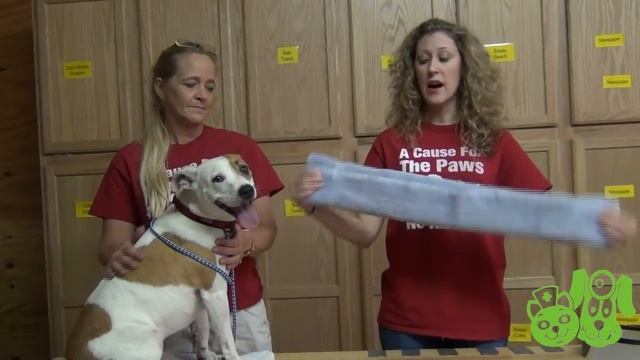 Homemade E-Collar for Dogs - P.E.T.S. Clinic - Wichita Falls, Texas смотреть онлайн