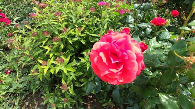 31. 05.2024 Цветы у дома