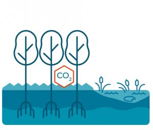 Климатическая роль лесов, часть 2