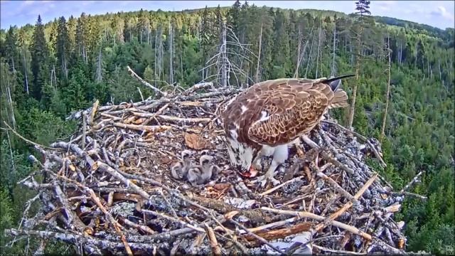 Скопа Иво и Ирис. (Эстония) смотреть онлайн