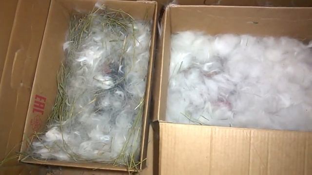 Мороз ! Спасение крольчат от мороза ! #кролики #крольчата #мороз смотреть онлайн