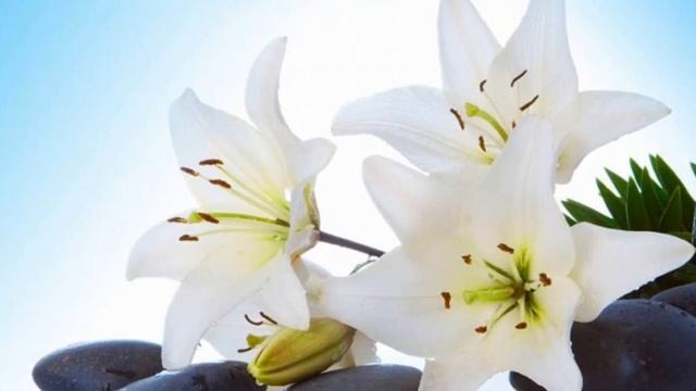 медитация очищение пространства смотреть онлайн