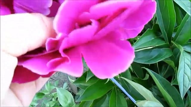 Зе Майти Мо пион красный смотреть онлайн