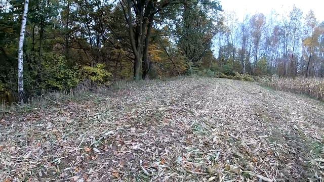 Test taniej piły CAT z Allegro - 185 zł i daje rade смотреть онлайн