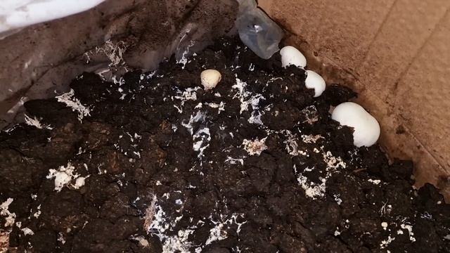 грибы на подоконнике! растут как грибы после дождя) смотреть онлайн