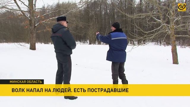 Бешеный волк напал на людей в Столбцовском районе: есть пострадавшие! смотреть онлайн