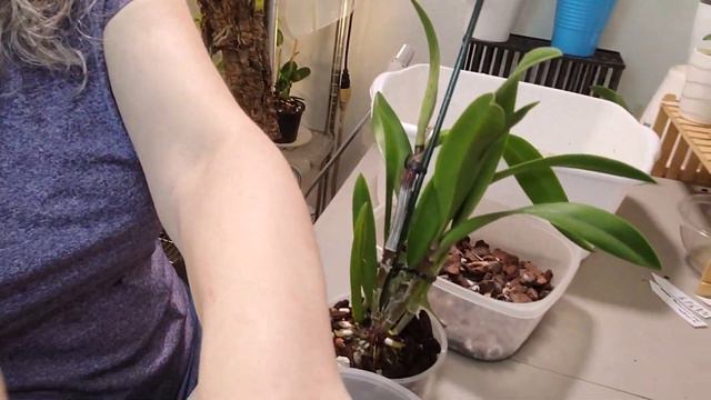 SUNDAY LIFE IN MY ORCHID ROOM. KEEPING MY HANDS AND MIND BUSY, MIGRAINE VLOGGER AND HER HOBBY смотреть онлайн