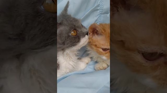 Кудрявые котята породы селкирк-рекс.Продажа ! смотреть онлайн