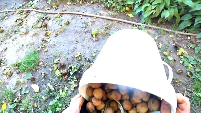 Сколько можно заработать на ГРЕЦКИХ ОРЕХАХ ? Грецкий орех как бизнес смотреть онлайн