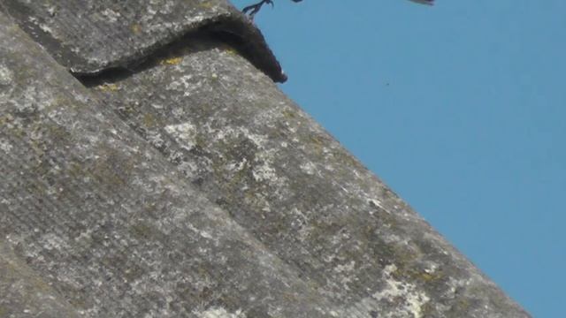 Счастливое утро) Самец трясогузки.